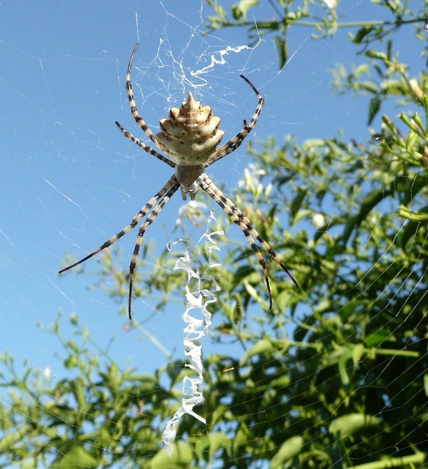 Argiope lobata